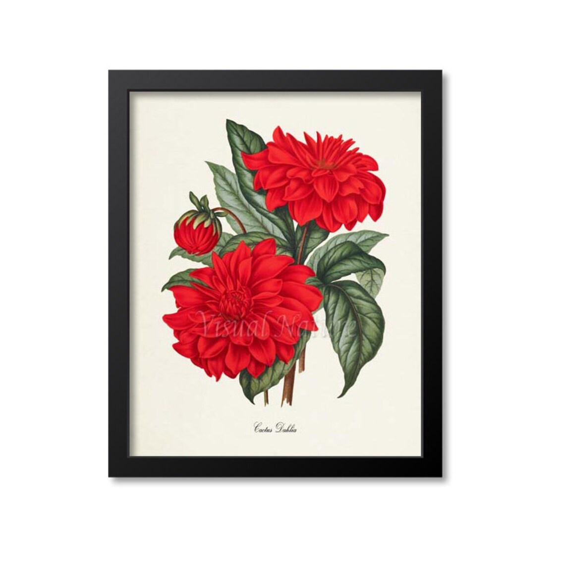 Cactus Dahlia Flower Art Print, Botanical Floral