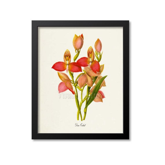Disa Orchid Botanical Flower Art Print, Floral Decor