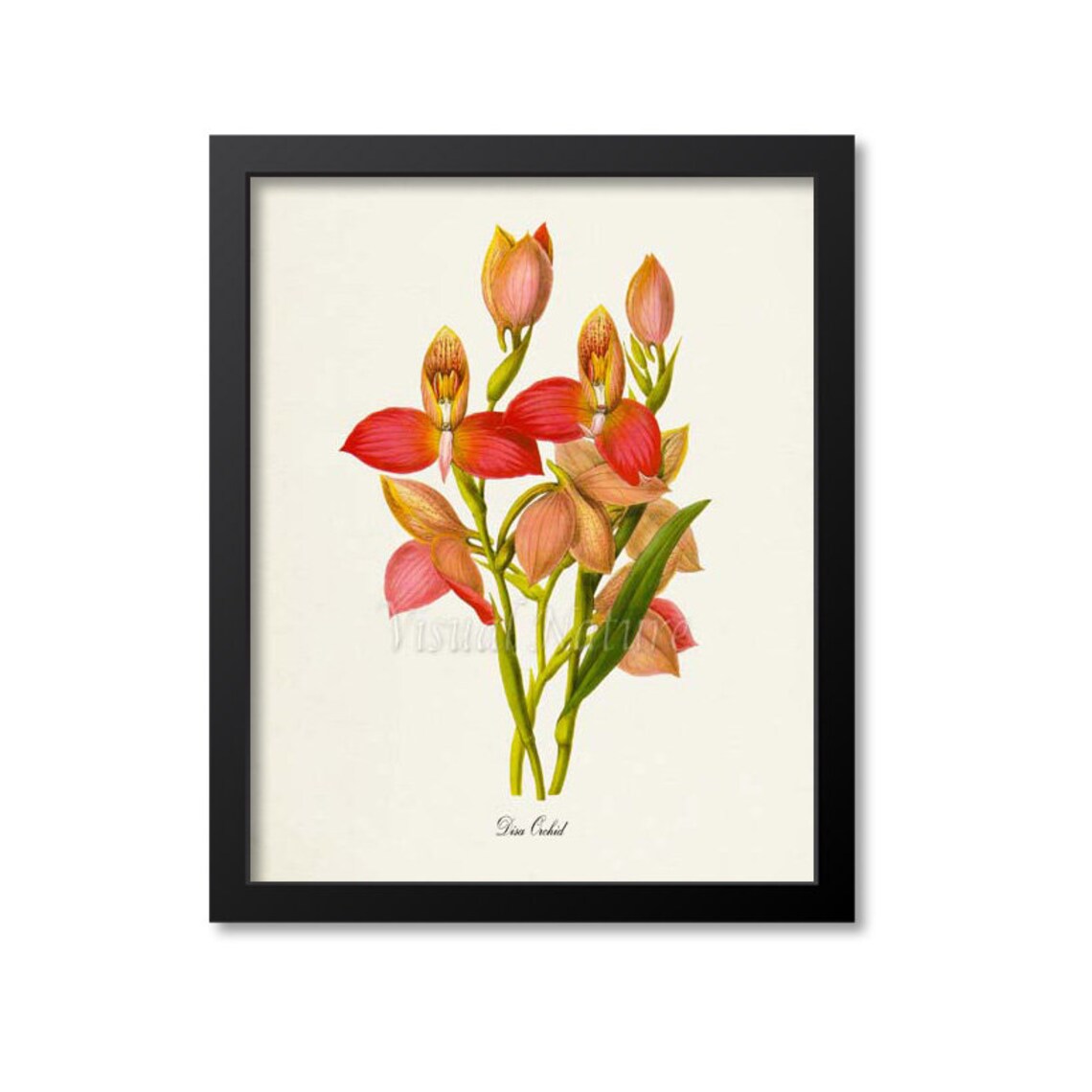 Disa Orchid Botanical Flower Art Print, Floral Decor