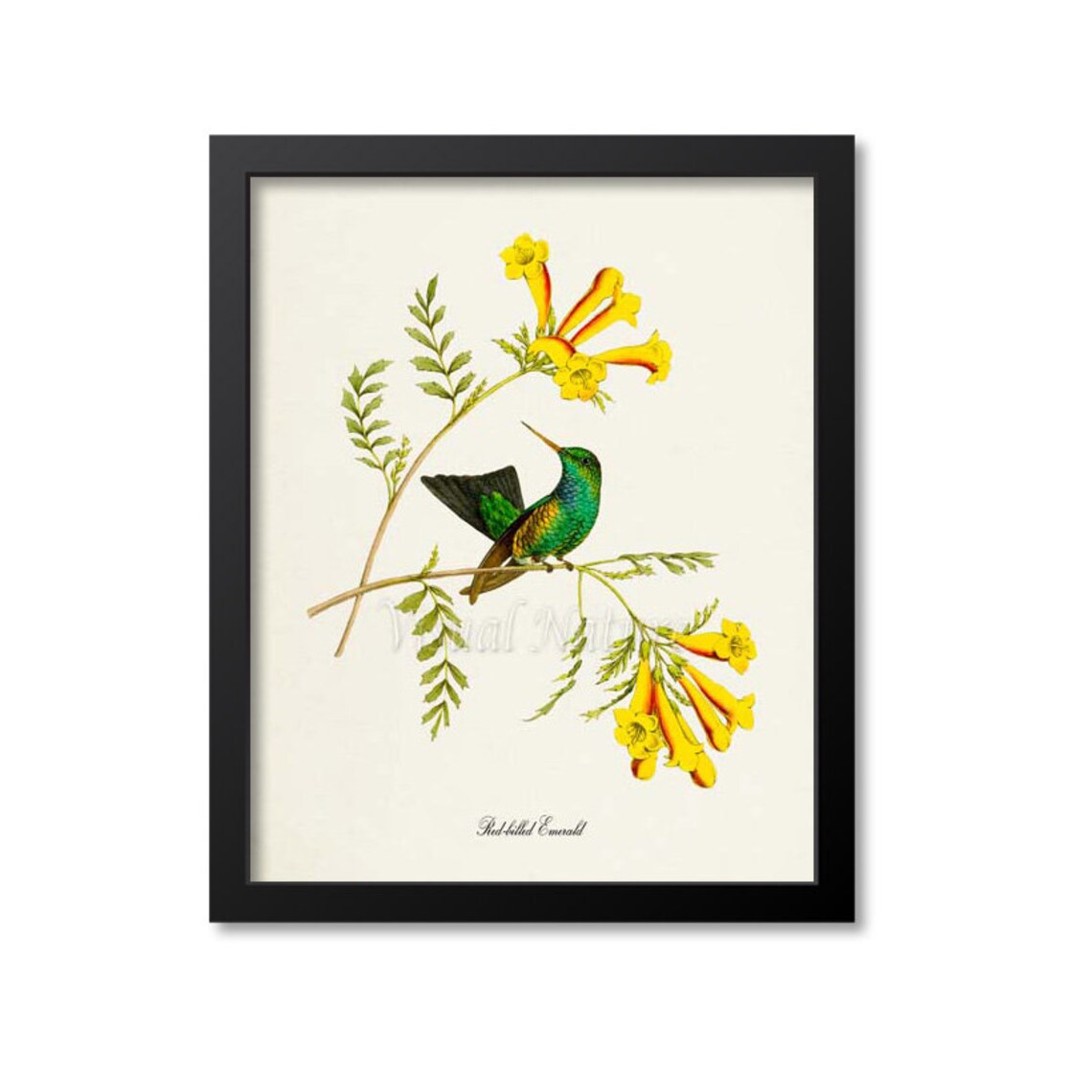 Red Billed Emerald Hummingbird, Floral Garden Art Print
