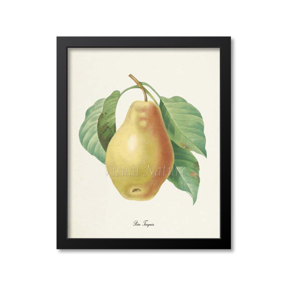 Pear Botanical Print, Kitchen Garden Art Print