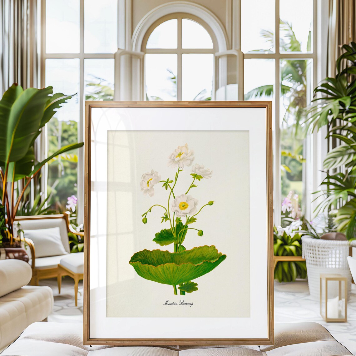 Mountain Buttercup Botanical Art Print, White Ranunculus - Image 3