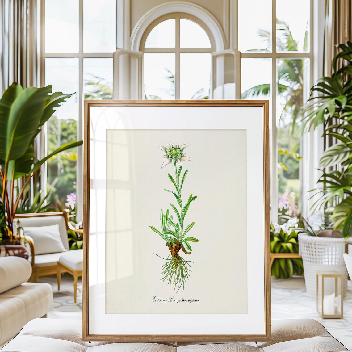 Edelweiss White Flower Botanical Wall Art Print - Image 3