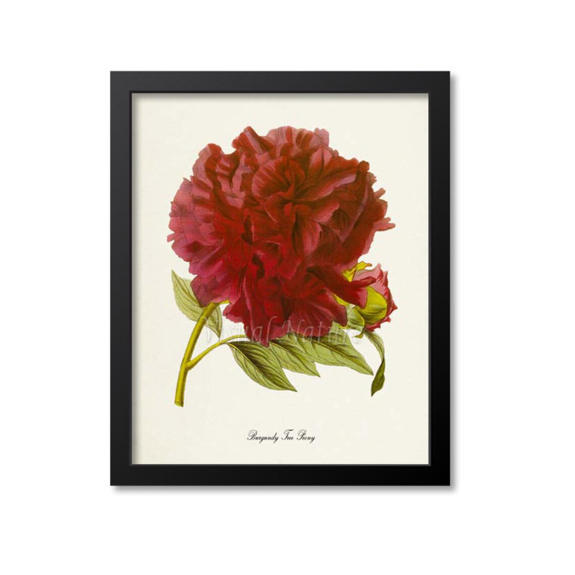 Burgundy Tree Peony Flower Botanical Art Print