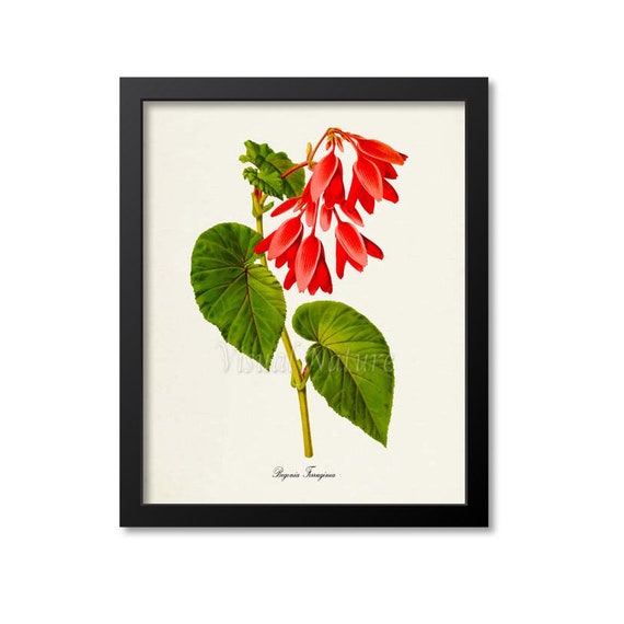 Begonia Ferruginea Botanical Art Print, Floral Wall Art