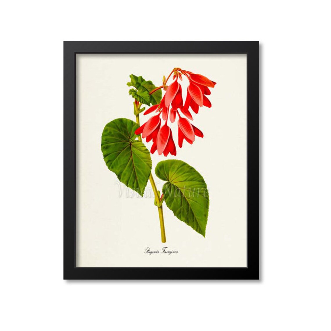 Begonia Ferruginea Botanical Art Print, Floral Wall Art