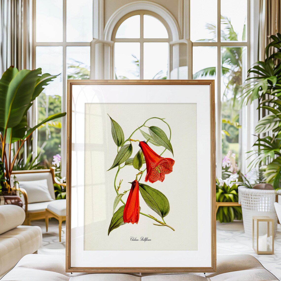Chilean Bellflower, Copihue Chile Botanical Art Print - Image 3