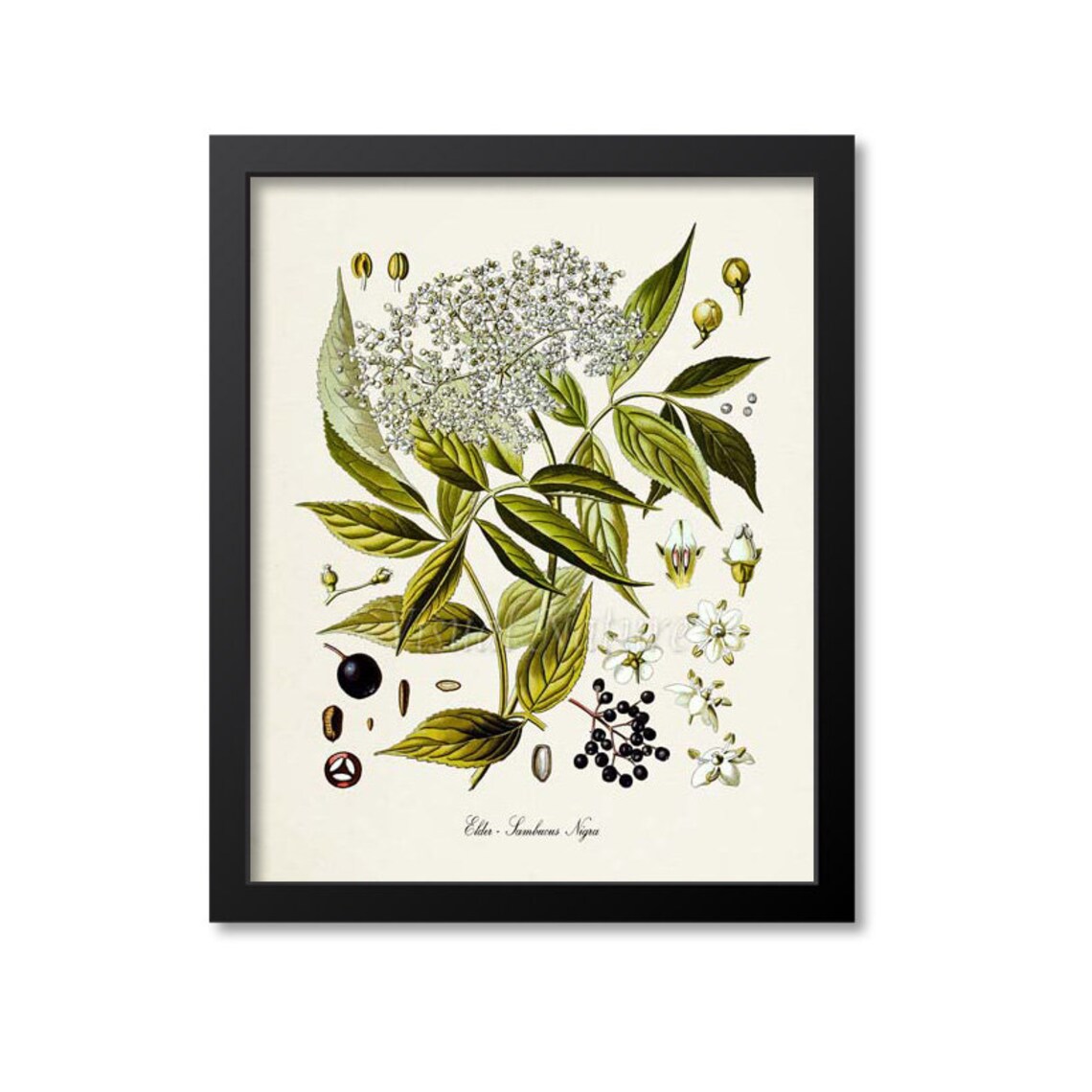 Elder Botanical Print, Sambucus Nigra Wall Art