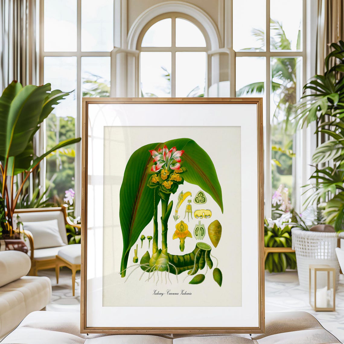 Zedoary Curcuma Zedoaria Vintage Botanical Anatomy Illustration Poster - Image 3
