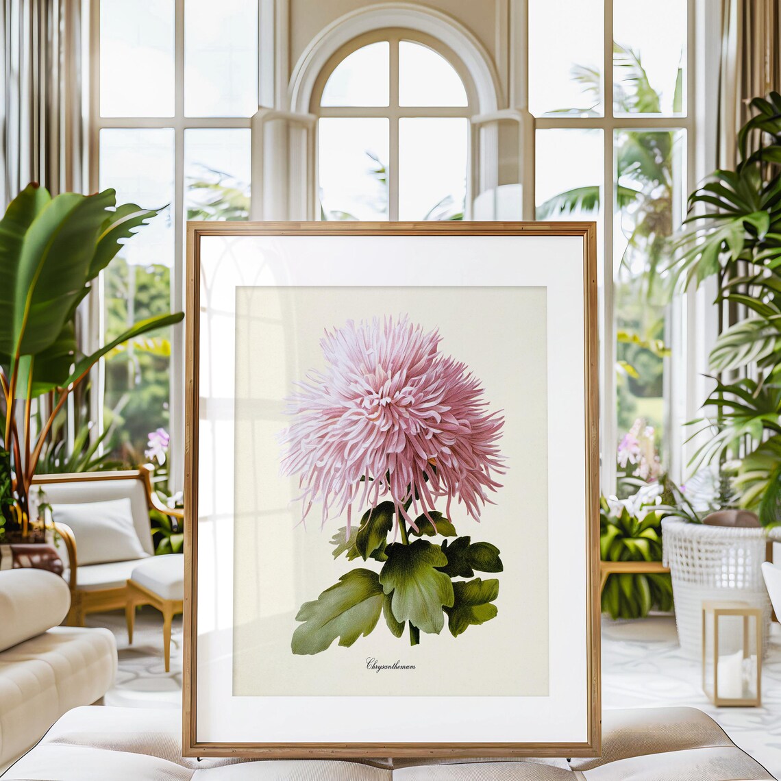 Pink Chrysanthemum Botanical Art Print, Floral Poster - Image 3