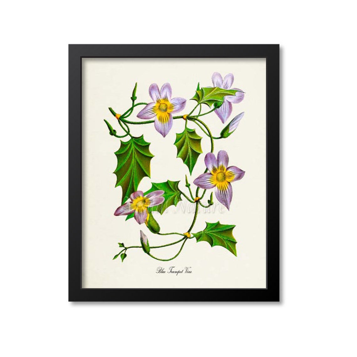 Blue Trumpet Vine Lavender Flowers Vintage Botanical Study Poster