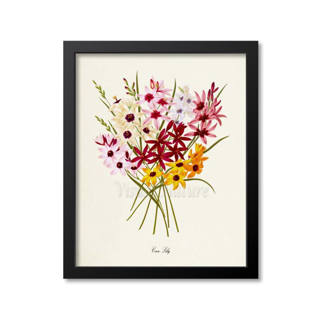Corn Lily Botanical Flower Art Print, Floral Wall Art