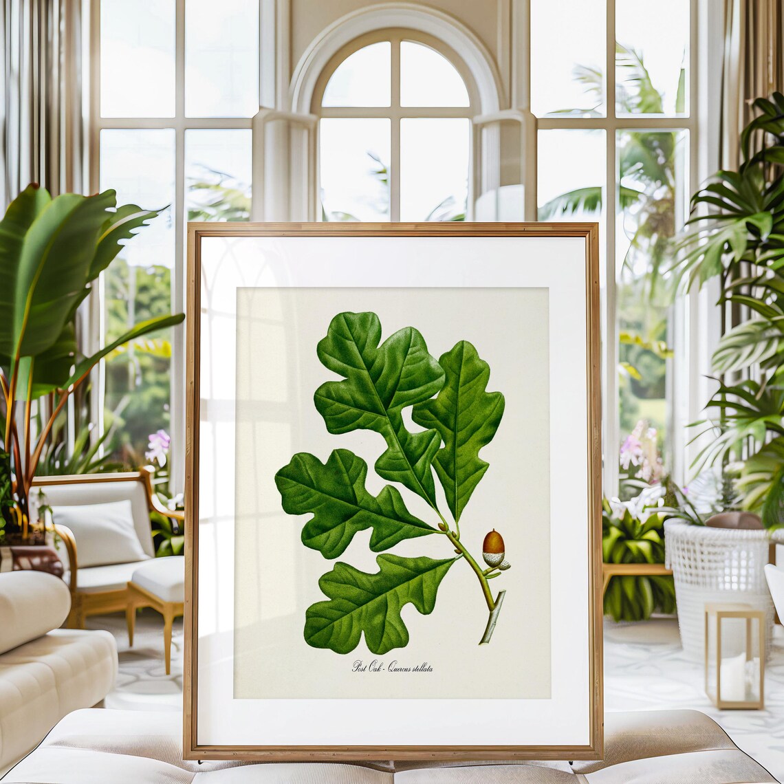 Post Oak Botanical Art Print, Quercus Stellata - Image 3