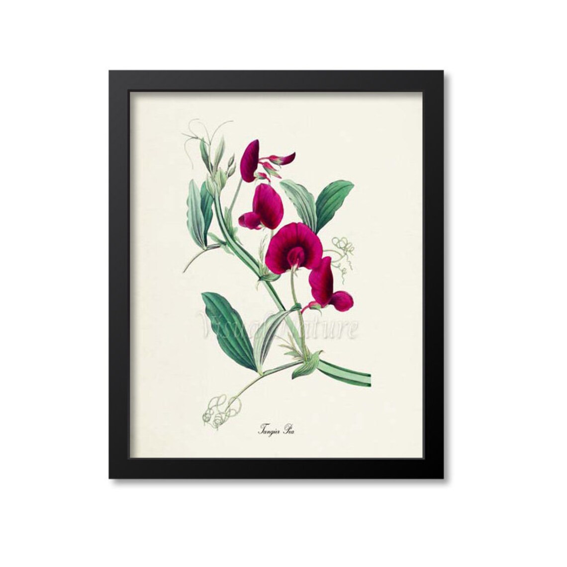 Tangier Pea Flower Botanical Art Print, Floral