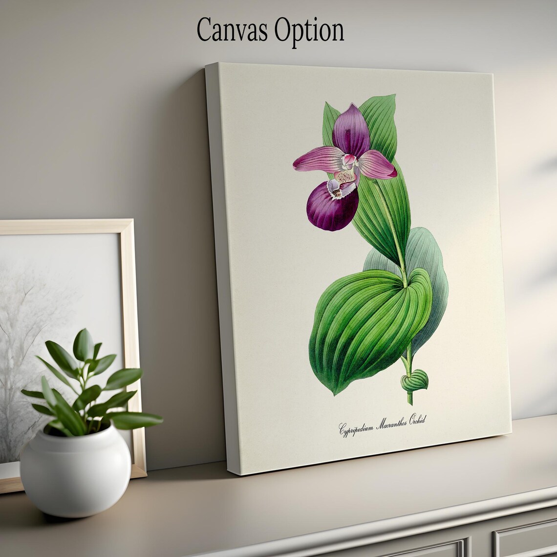 Cypripedium Macranthos Orchid Botanical Art Print - Image 2