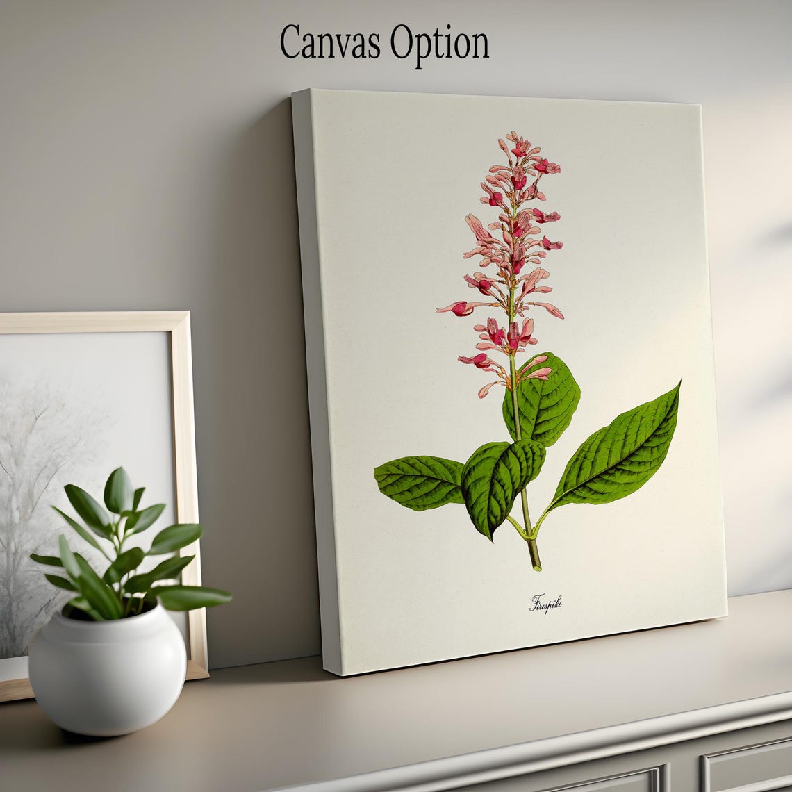 Firespike Pink Blooming Flower Vintage Botanical Study Poster - Image 2