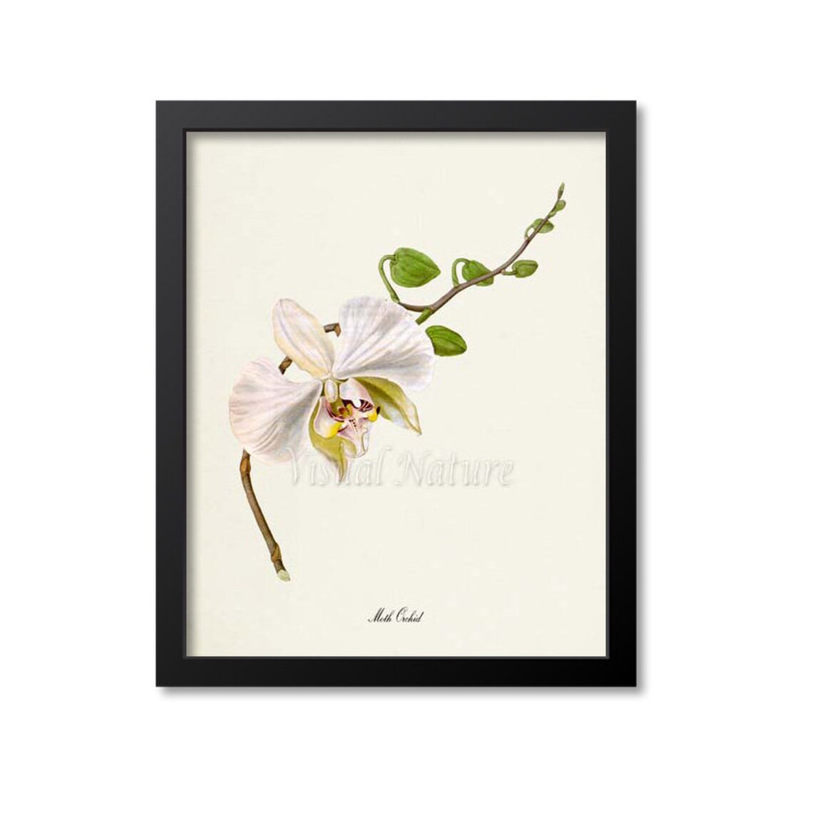 Moth Orchid Botanical Art Print, Floral Wall Art