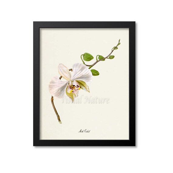 Moth Orchid Botanical Art Print, Floral Wall Art