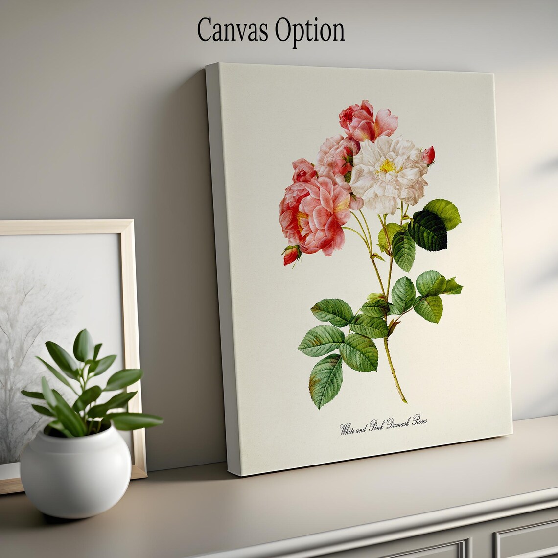 White and Pink Damask Roses Botanical Art Print - Image 2