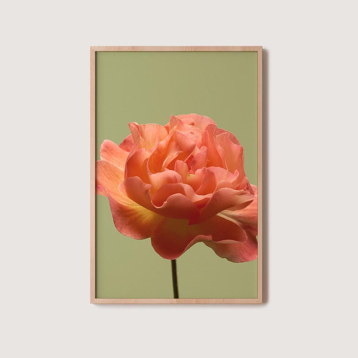 Lush Coral Rose Bloom In Full Glory On A Soft Sage Green Poster