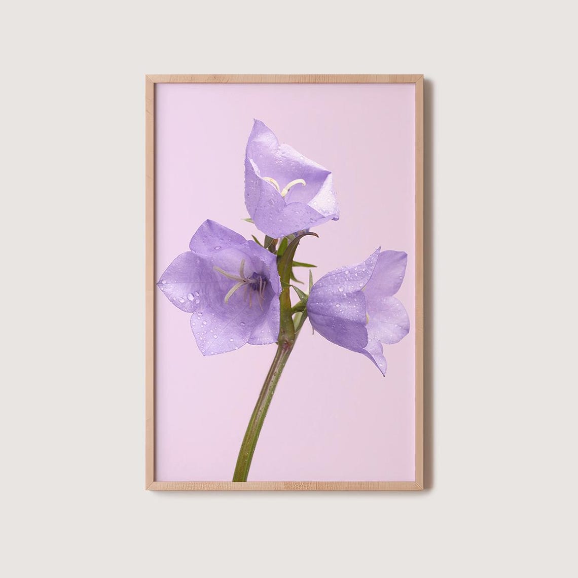 Dew-Covered Lilac Bellflowers On Blush Pink Spring Floral Poster