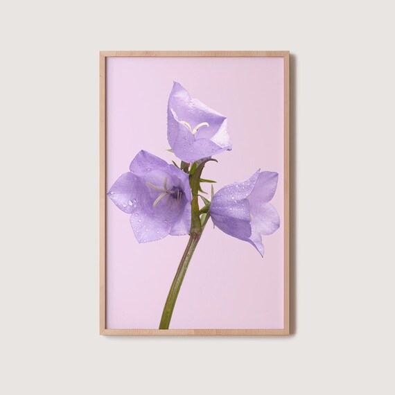 Dew-Covered Lilac Bellflowers On Blush Pink Spring Floral Poster