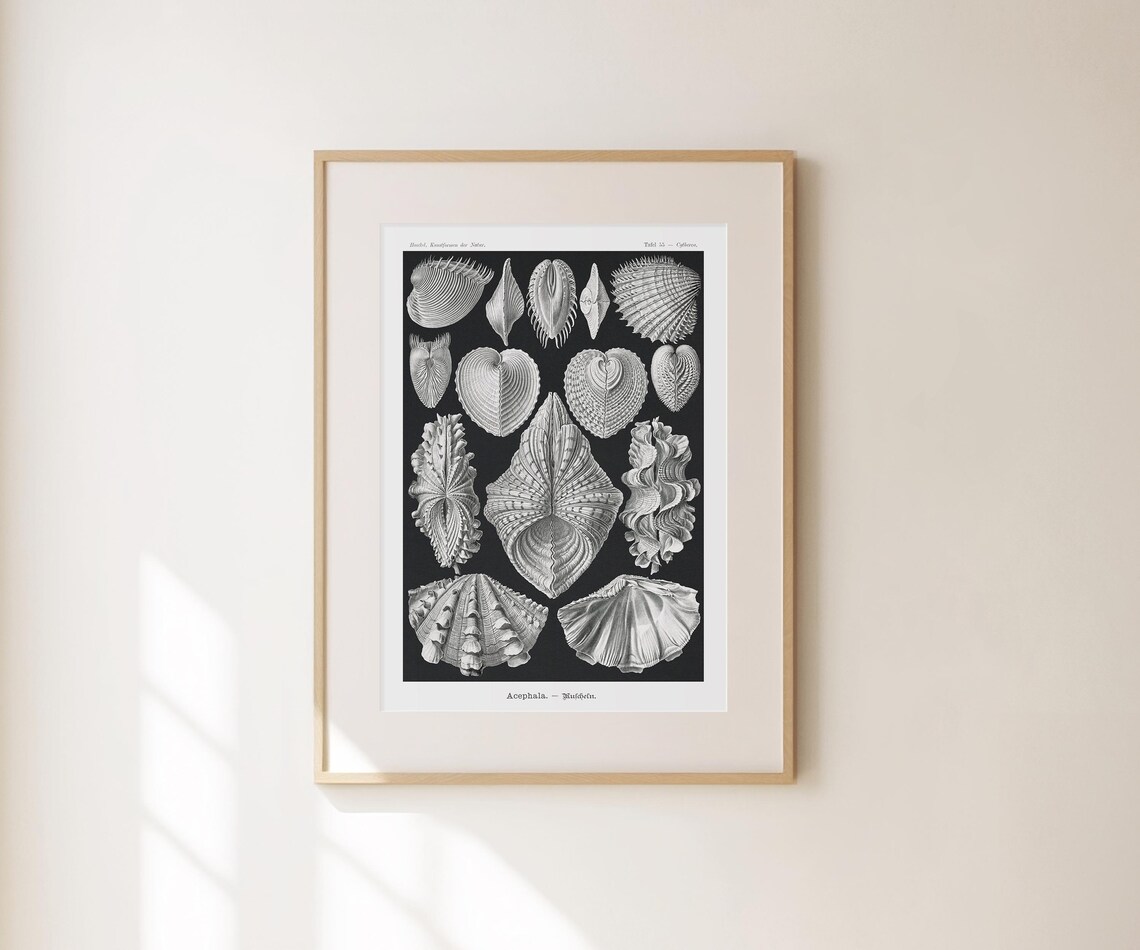 Ernst Haeckel Vintage Seashell Scientific Illustration Black White Art Print - Image 3