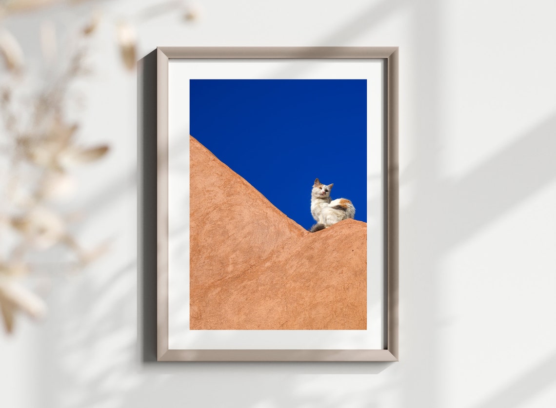 Stray Cat Photography Print Animal Photography Wall Art Marrakech Photography Morocco Photography Cat Photo Poster Original Photo - Image 2