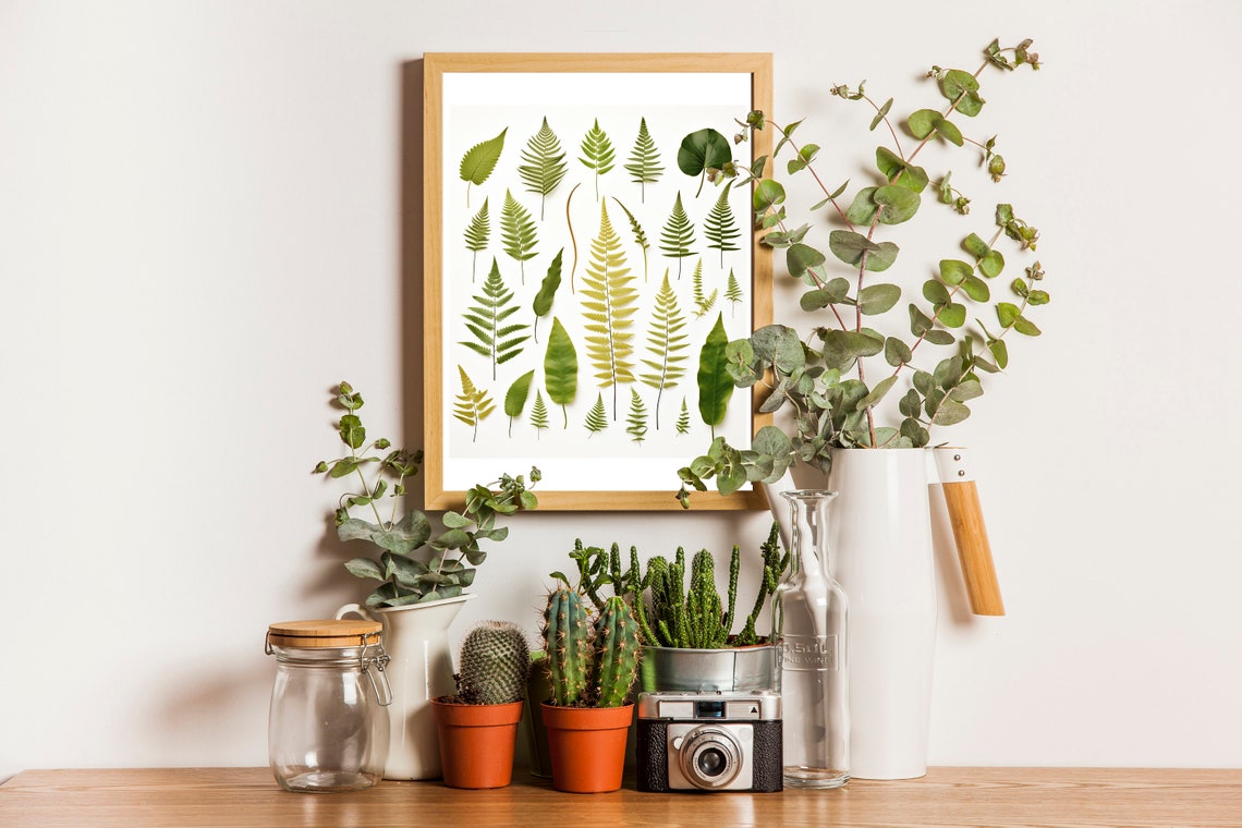 Fern Species Botanical Chart Green Leaves Vintage Study Poster - Image 8
