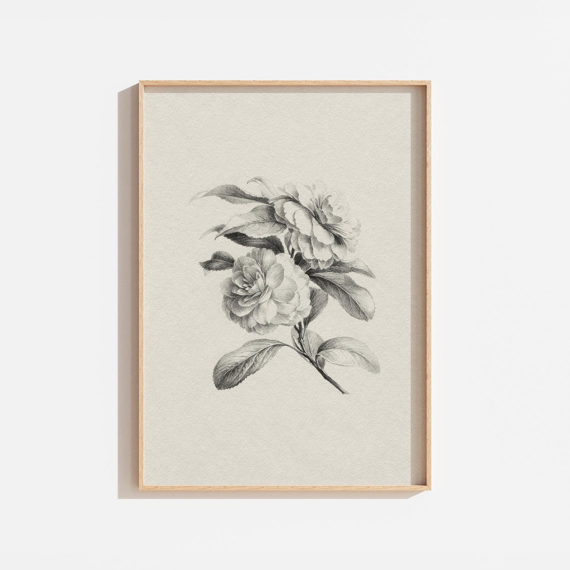 Vintage Cream Black Botanical Engraving Camellia Flower Wall Art