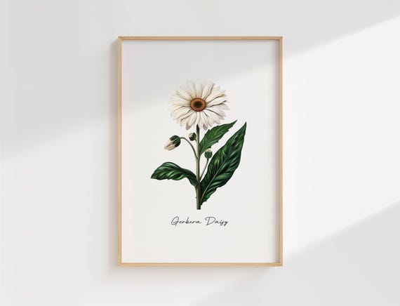 Gerbera Daisy Print Vintage Botanical Illustration White Flower Wall Art