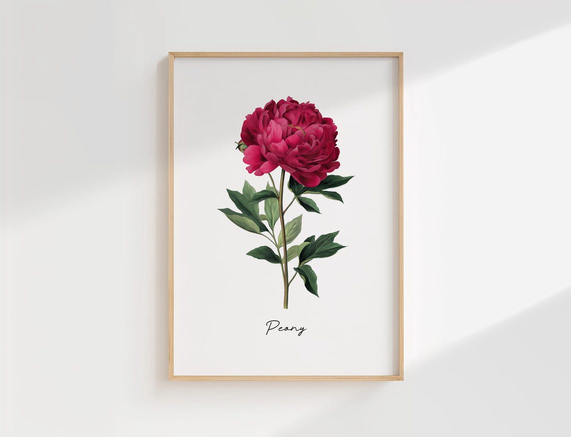 Vintage Peony Flower Botanical Illustration Pink Bloom Art Poster