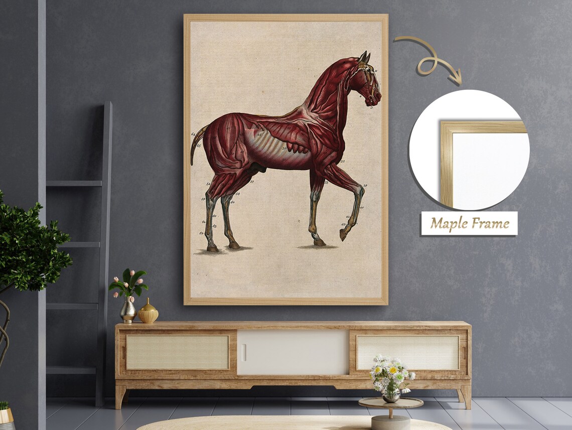 Equine Muscles And Nervous System, Horse Anatomy