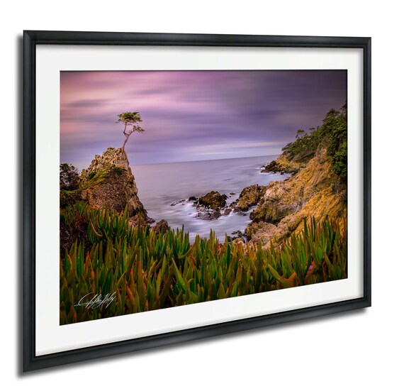 Lone Cypress Tree on California Coast at Sunset Ocean View Poster