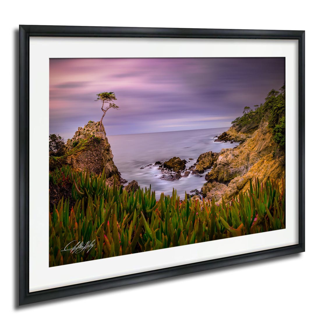 Lone Cypress Tree on California Coast at Sunset Ocean View Poster