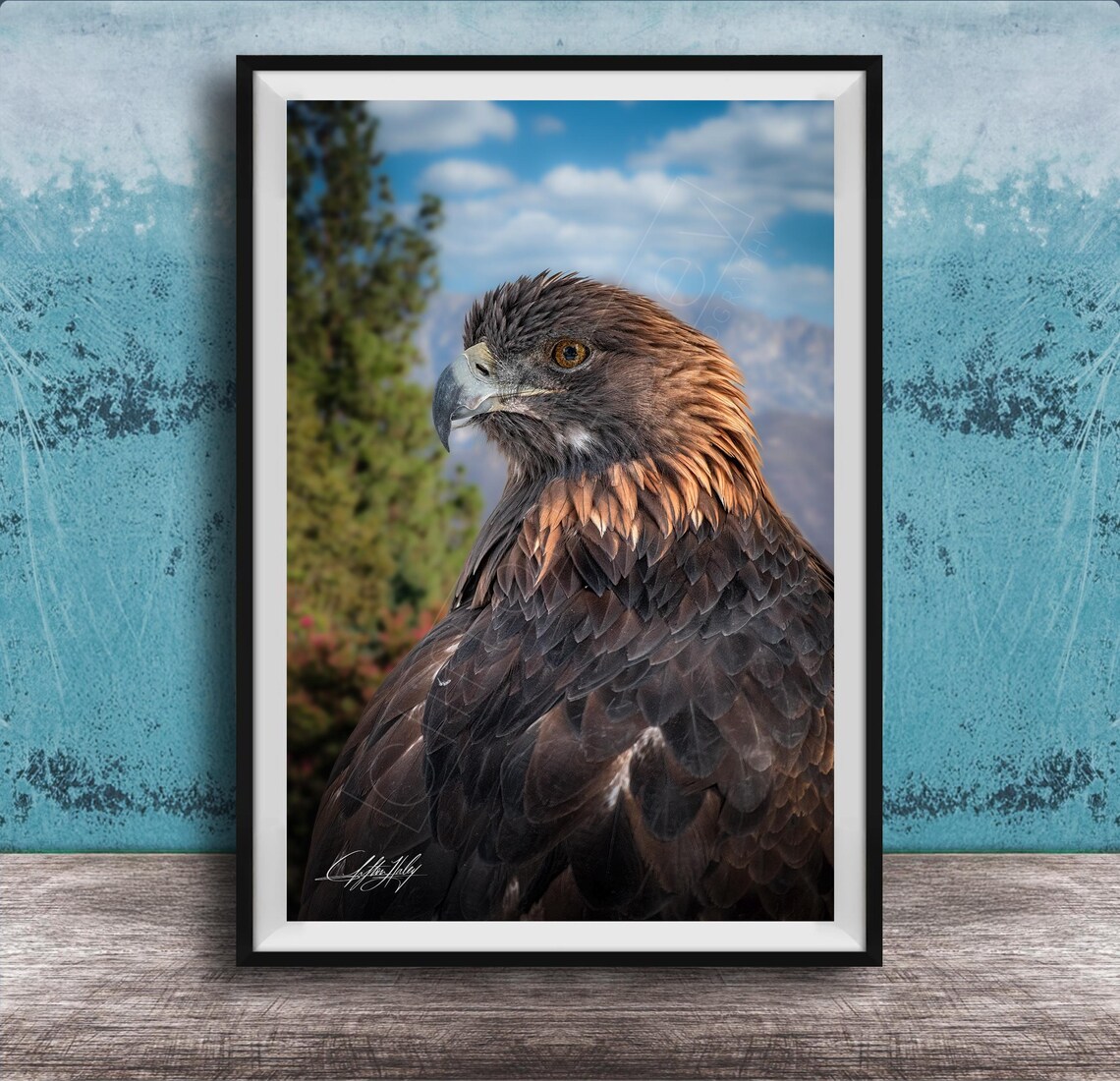 Golden Eagle Portrait Photo Mountain Raptor Bird Of Prey Poster