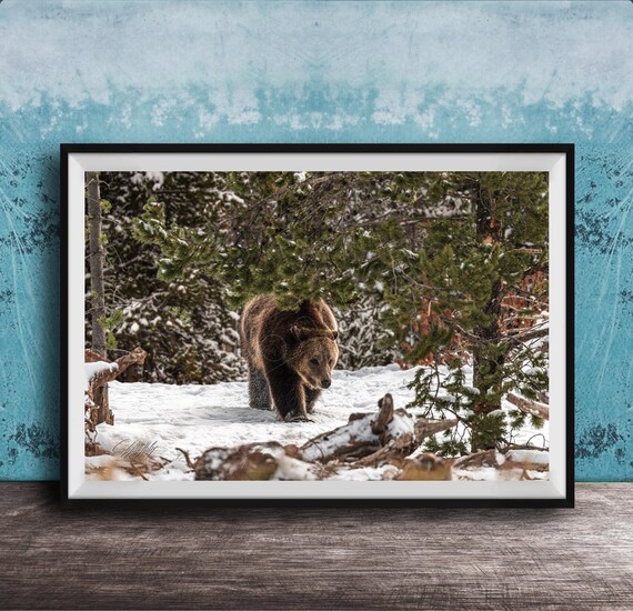Wildlife Photography Print Grizzly Bear On Snow Hill Framed Or Canvas
