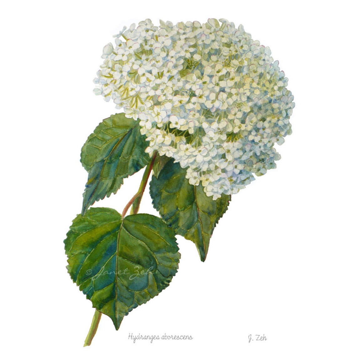 Hydrangea Arborescens Annabelle Watercolor Art Print