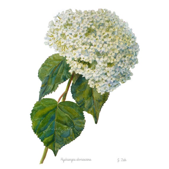 Hydrangea Arborescens Annabelle Watercolor Art Print