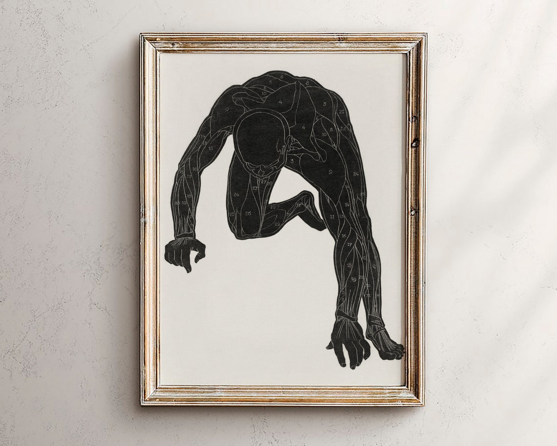 Vintage Male Anatomy Muscle Study Black Silhouette Art Print