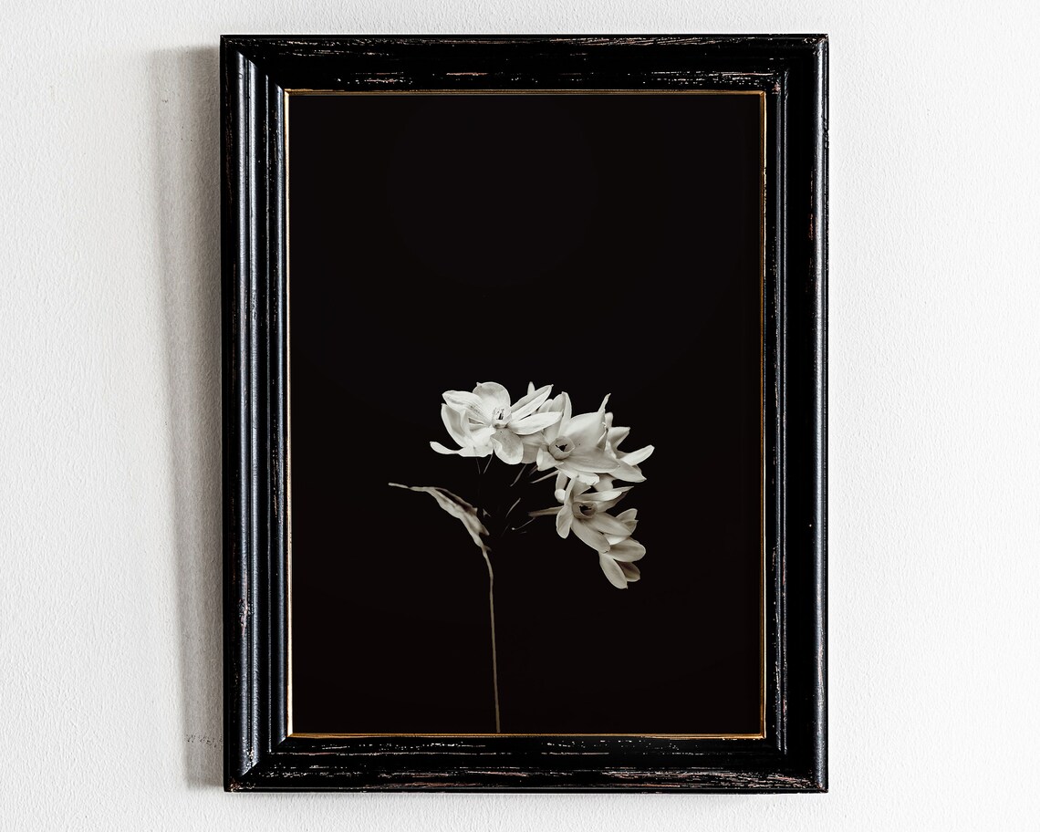 Black and White Fine Art Photo of White Flowers on Black Poster