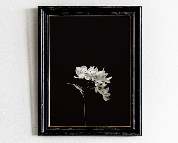 Black and White Fine Art Photo of White Flowers on Black Poster