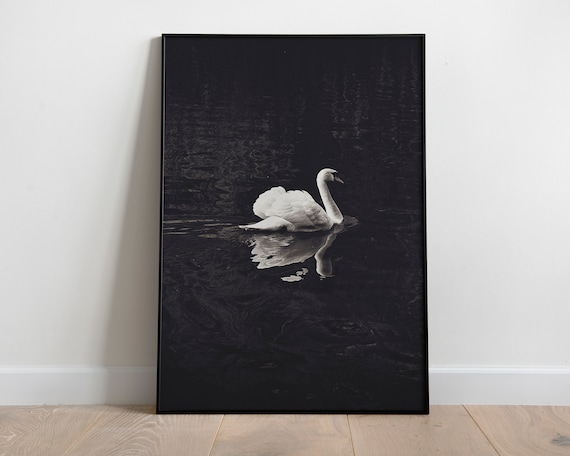 White Swan Print Moody Nature Photography