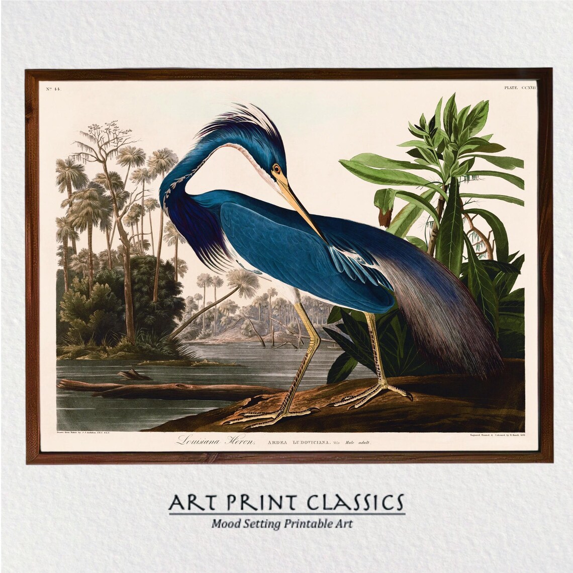 Louisiana Heron Audubon Vintage Bird Art Print