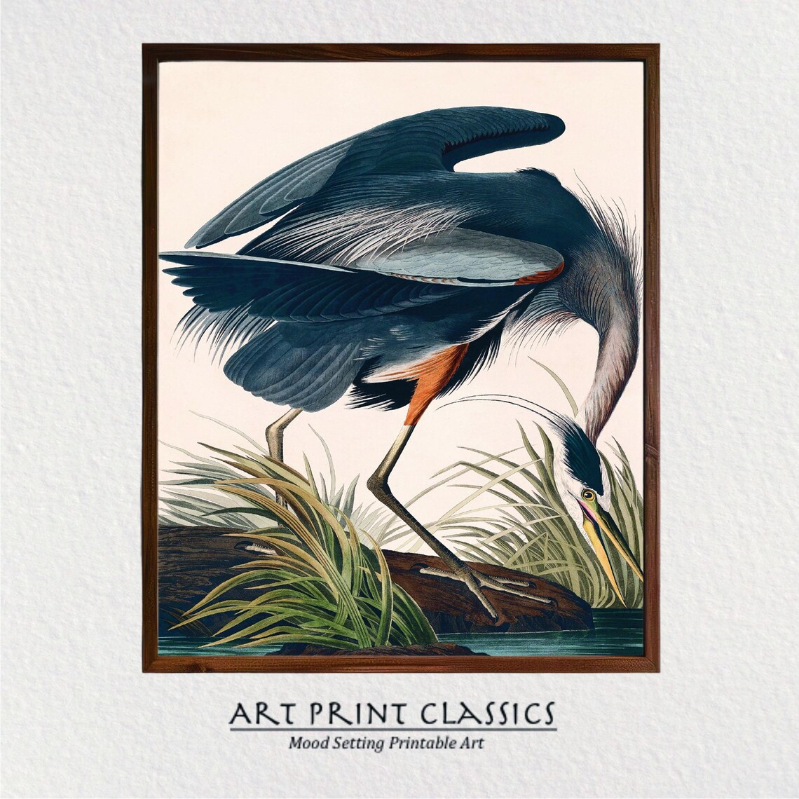 Great Blue Heron Audubon Vintage Coastal Art Print