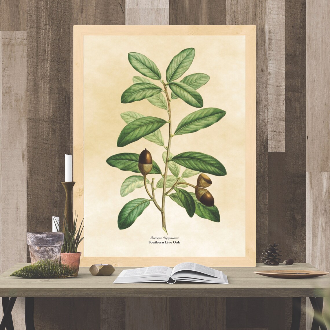 Vintage Southern Live Oak Botanical Illustration Leaves Acorns Poster - Image 2