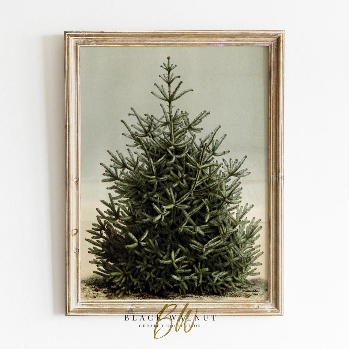 Vintage Botanical Fir Tree Evergreen Sketch Antique Style Poster