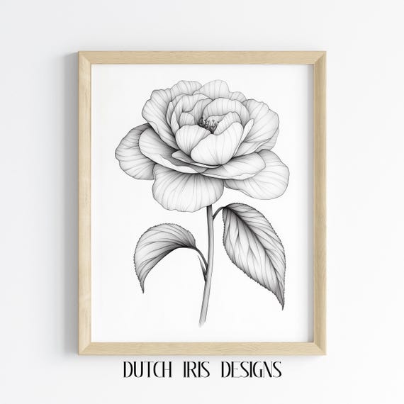 Elegant Black Line Illustration Of Classic Camellia Flower Bold Floral Wall Art Minimalist Botanical Decor Print 501