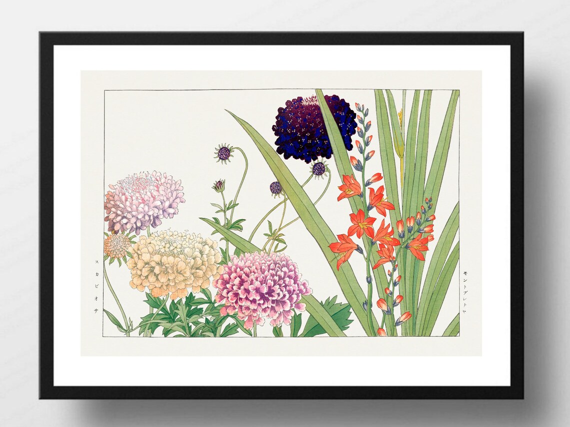 Japanese Scabiosa Crocosmia Vintage Botanical Floral Wall Art