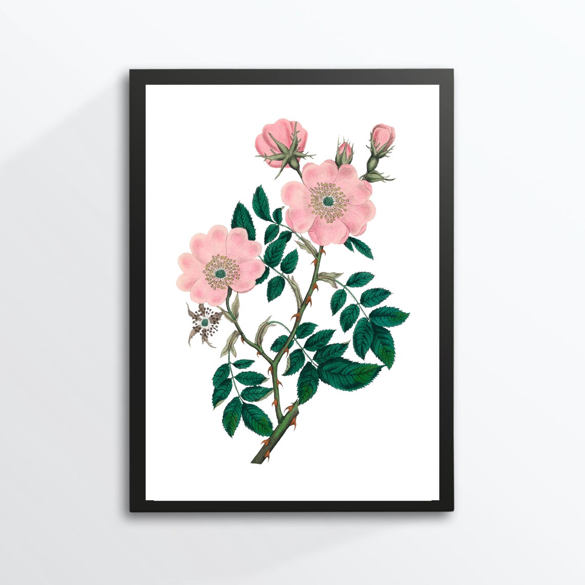 Pink Wild Rose Vintage Botanical Flower Illustration Wall Art